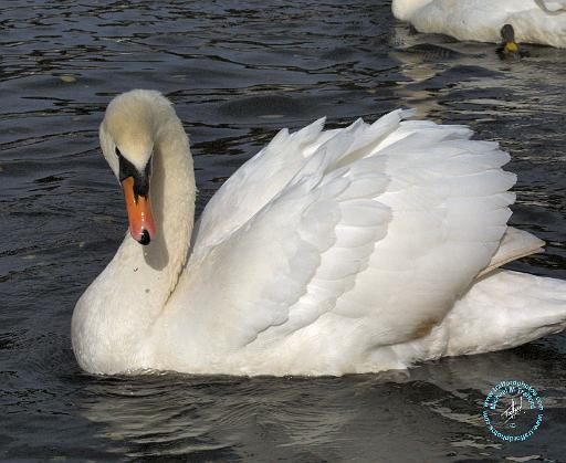 Mute Swan 9P52D-015.JPG